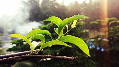 Close-up of plant