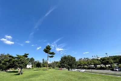 Trees on field against sky