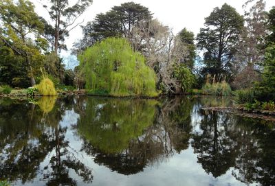 Reflection of trees in lake