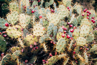 Close-up of prickly pear cactus