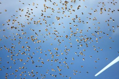 Low angle view of birds flying in sky