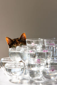 Cat peeps from behind glasses of water, watching the work of photographer with interest. 