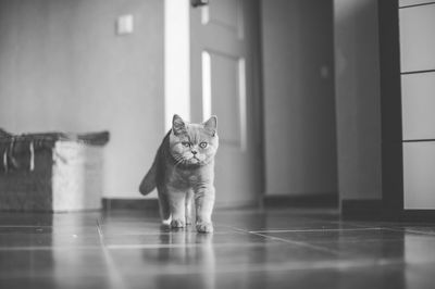 Cat in corridor