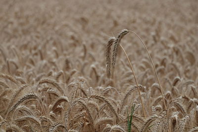 Close-up of stalks in field