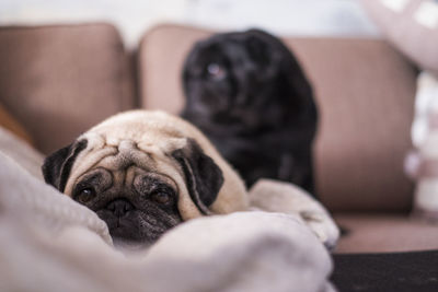 Close-up of dog relaxing on sofa at home