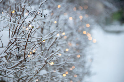Close-up of lights on snowy bush during winter