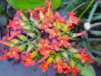 Close-up of red flowers