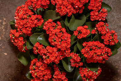 High angle view of red flowering plants