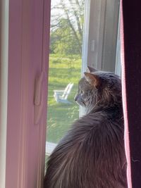 Cat looking through window