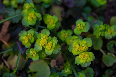 High angle view of flowering plant