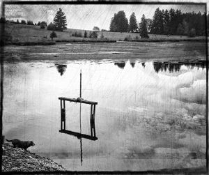 Reflection of trees in water