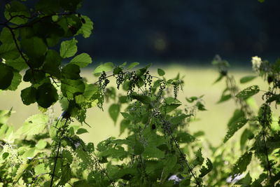 Close-up of plants against blurred background