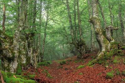 Scenic view of forest