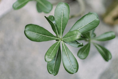 High angle view of plant leaves