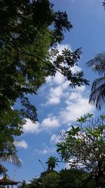 Low angle view of trees against sky