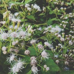 Close-up of white flowers