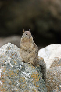Close-up of squirrel on rock
