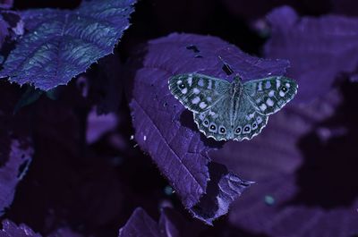 purple