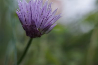 Close-up of purple flower