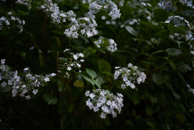 Close-up of white flowering plants