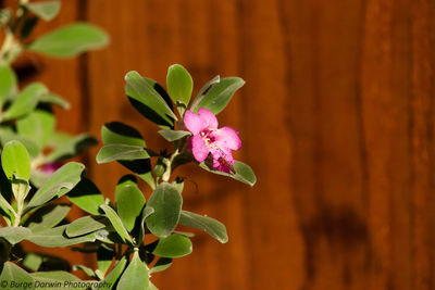 Close-up of pink flowering plant