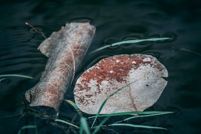 High angle view of leaves floating on lake