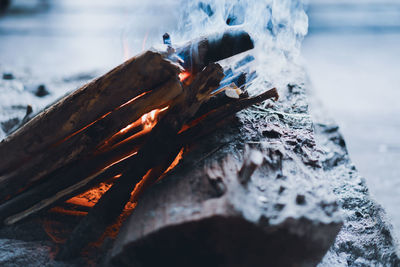 Close-up of log on wood in winter