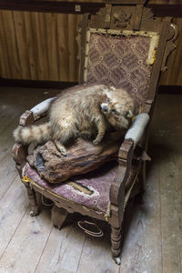 Western village haikyo, abandoned stuffed animal on rotting chair 