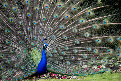 Close-up of peacock