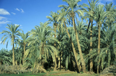 Low angle view of palm trees against sky