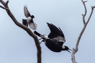 Low angle view of bird flying against clear blue sky