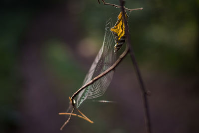 Close-up of damselfly on plant