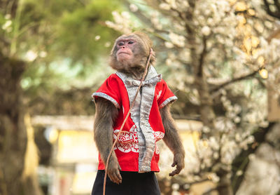 Japanese show of sarumawashi where a monkey does acrobatic tricks in the tenjin sanctuaries.