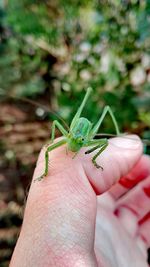 Cropped image of hand holding small insect