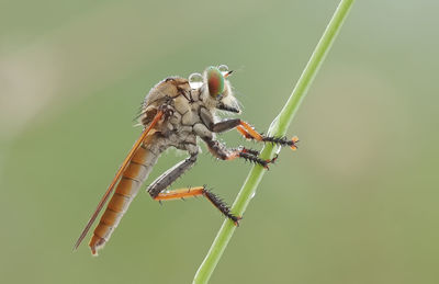 Close-up of insect on leaf