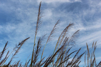 Low angle view of reeds against blue sky