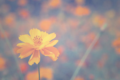 Close-up of orange flowering plants