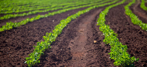 Green plants growing in field