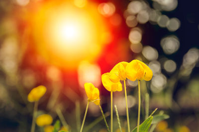 Close-up of yellow flowers blooming on field