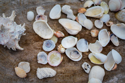 High angle view of shells on table