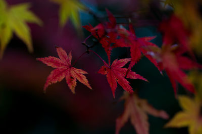 Close-up of maple leaves on tree during autumn