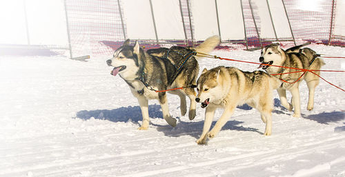 Sled dogs team running in the snow on kamchatka on soft sunlight
