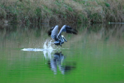 Bird flying over lake