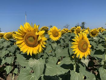 Close-up of sunflower against clear sky