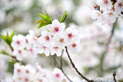 Close-up of pink cherry blossoms in spring