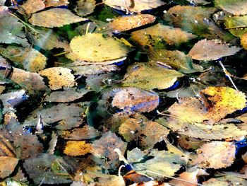 High angle view of leaves in water