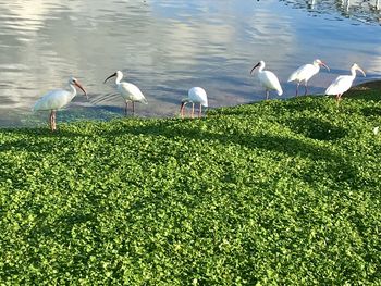 Birds in a lake