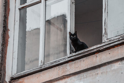 Cat sitting on window