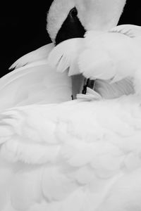 Close-up of white swan