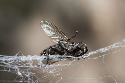 Close-up of butterfly on web